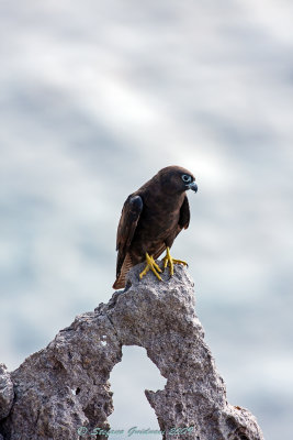 Falco della Regina (Falco eleonorae) - Eleonora's Falcon