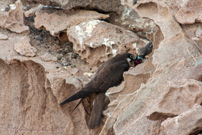 Falco della Regina (Falco eleonorae) - Eleonora's Falcon
