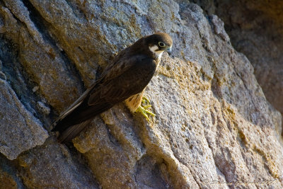 Falco della Regina (Falco eleonorae) - Eleonoras Falcon