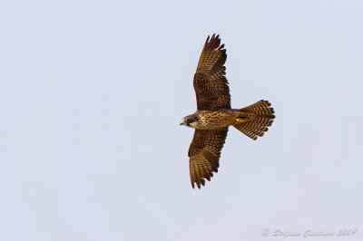 Falco della Regina (Falco eleonorae) - Eleonora's Falcon