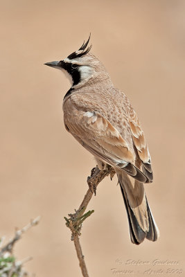 Allodola di Temminck (Eremophila bilopha)  -Temmincks Lark