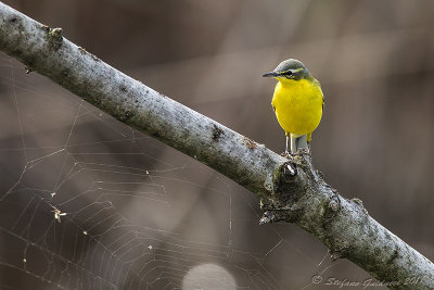 Cutrettola (Motacilla flava ssp flava) - Yellow Wagtail