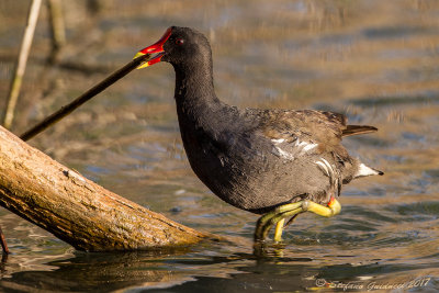 Gallinella d'acqua (Gallinula chloropus) - Common Moorhen