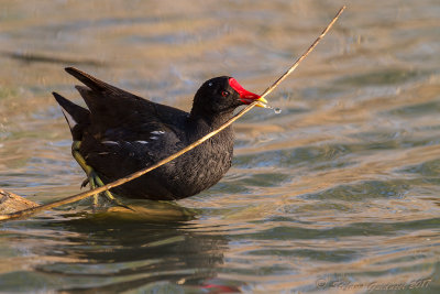 Gallinella d'acqua (Gallinula chloropus) - Common Moorhen