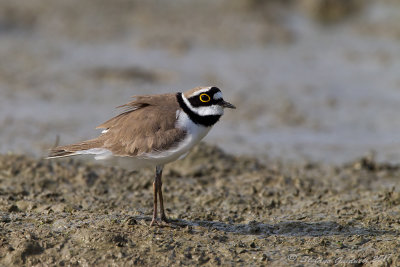 Corriere piccolo (Charadrius dubius) - Little Ringed Plover