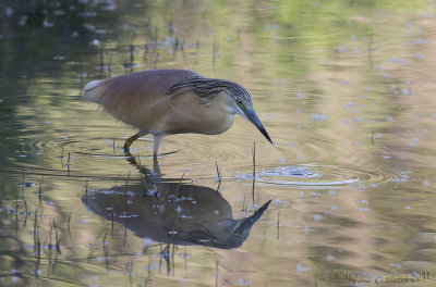 Sgarza Ciuffetto (Ardeola ralloides) - Squacco Heron