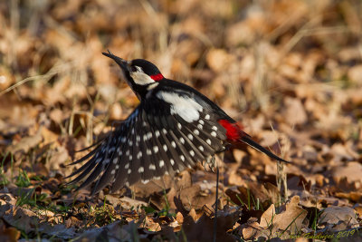 Picchio rosso maggiore	(Dendrocopos major) - Great Spotted Woodpecker
