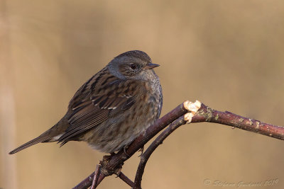 Passera scopaiola (Prunella modularis) - Dunnock	