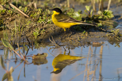 Cutrettola (Motacilla flava ssp feldegg) - Yellow Wagtail