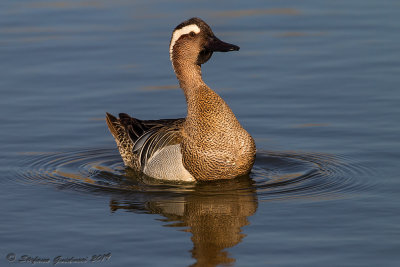 Marzaiola (Anas querquedula) - Garganey	