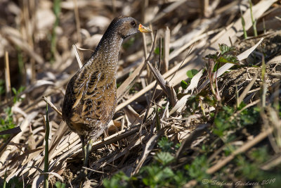 Voltolino (Porzana porzana) - Spotted Crake	