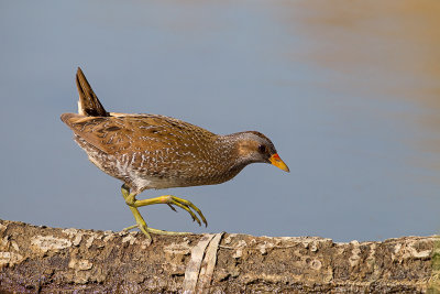 Voltolino (Porzana porzana) - Spotted Crake	