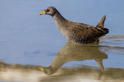 Voltolino (Porzana porzana) - Spotted Crake	