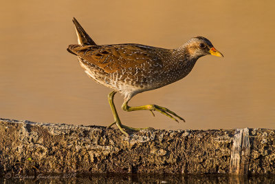 Voltolino (Porzana porzana) - Spotted Crake	