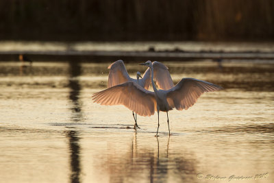 Airone bianco maggiore (Ardea alba) - Great Egret