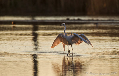 Airone bianco maggiore (Ardea alba) - Great Egret