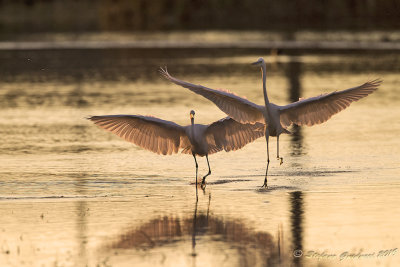 Airone bianco maggiore (Ardea alba) - Great Egret