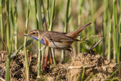 Pettazzurro (Luscinia svecica) - Bluethroat