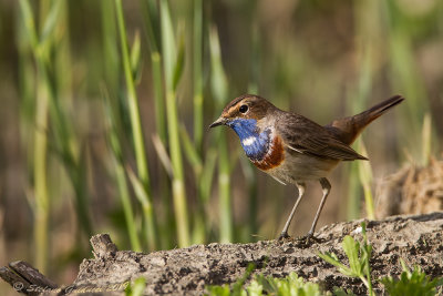 Pettazzurro (Luscinia svecica) - Bluethroat