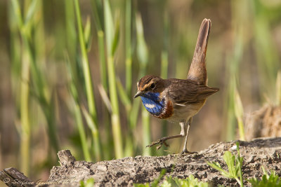 Pettazzurro (Luscinia svecica) - Bluethroat