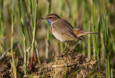 Pettazzurro (Luscinia svecica) - Bluethroat