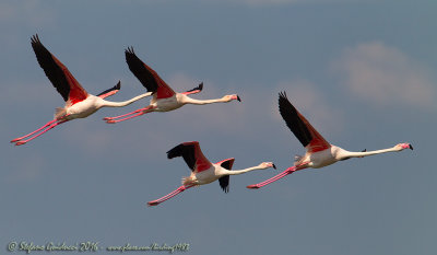 Fenicottero (Phoenicopterus roseus) - Greater Flamingo