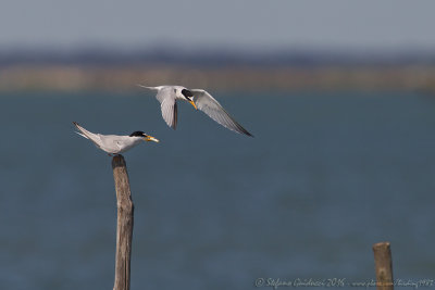 Fraticello	(Sterna albifrons) - Little Tern