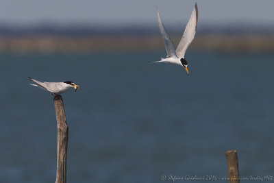 Fraticello	(Sterna albifrons) - Little Tern