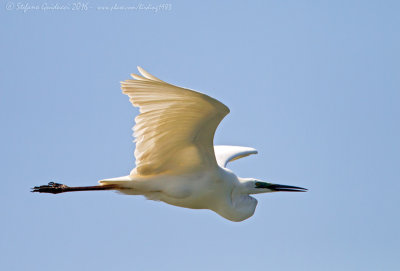Airone bianco maggiore (Ardea alba) - Great Egret