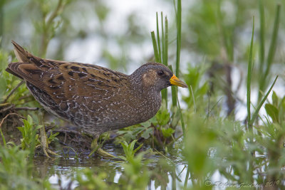 Voltolino (Porzana porzana) - Spotted Crake