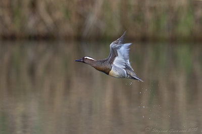 Marzaiola (Anas querquedula) - Garganey