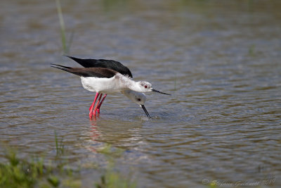 Cavaliere d'Italia (Himantopus himantopus) - Black-winged Stilt