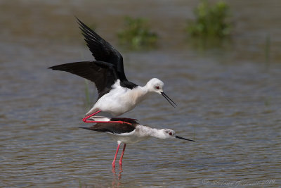 Cavaliere d'Italia (Himantopus himantopus) - Black-winged Stilt