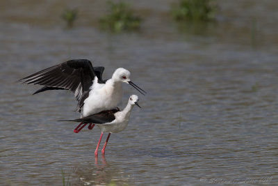 Cavaliere dItalia (Himantopus himantopus) - Black-winged Stilt