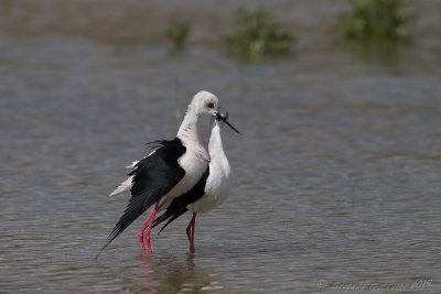 Cavaliere d'Italia (Himantopus himantopus) - Black-winged Stilt