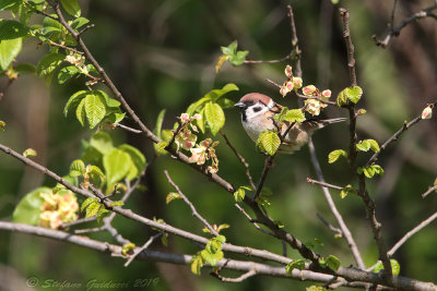 Passera mattugia (Passer montanus ) - Eurasian Tree Sparrow