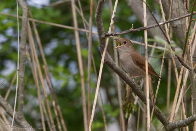 Usignolo	(Luscinia megarhynchos) - Common Nightingale