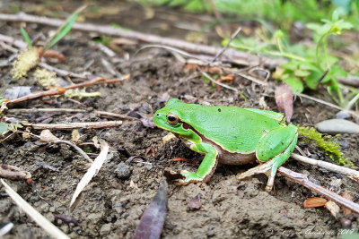 Raganella (Hyla arborea)