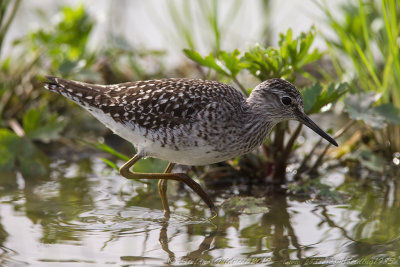 Piro piro boschereccio	(Tringa glareola) - Wood Sandpiper