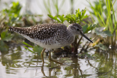 Piro piro boschereccio	(Tringa glareola) - Wood Sandpiper