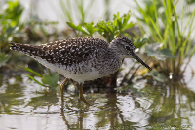 Piro piro boschereccio	(Tringa glareola) - Wood Sandpiper