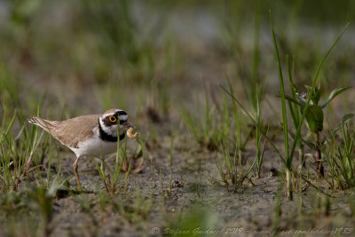 Corriere piccolo (Charadrius dubius) - Little Ringed Plover