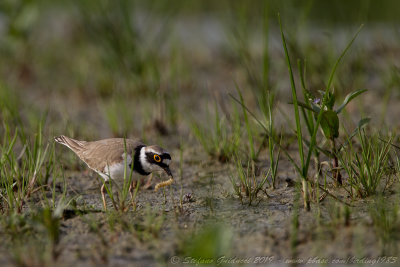 Corriere piccolo (Charadrius dubius) - Little Ringed Plover