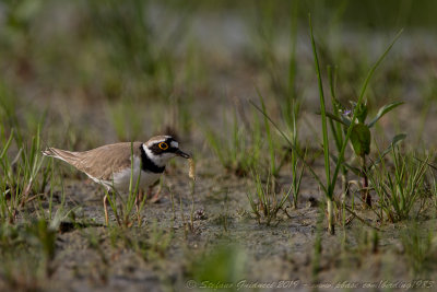 Corriere piccolo (Charadrius dubius) - Little Ringed Plover