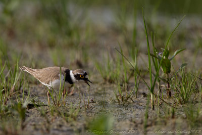 Corriere piccolo (Charadrius dubius) - Little Ringed Plover