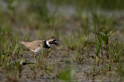 Corriere piccolo (Charadrius dubius) - Little Ringed Plover