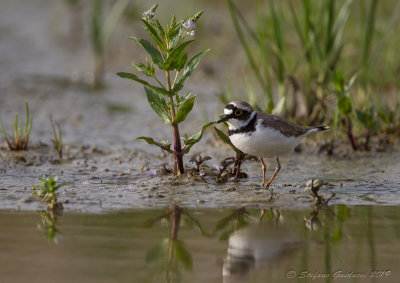 Corriere piccolo (Charadrius dubius) - Little Ringed Plover