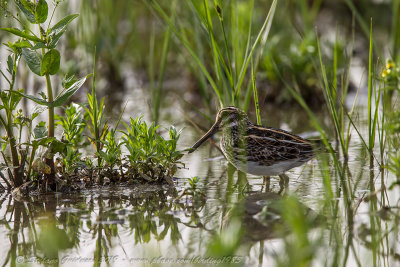 Frullino (Lymnocryptes minimus) - Jack Snipe