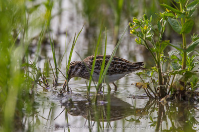 Frullino (Lymnocryptes minimus) - Jack Snipe