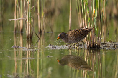 Voltolino (Porzana porzana) - Spotted Crake